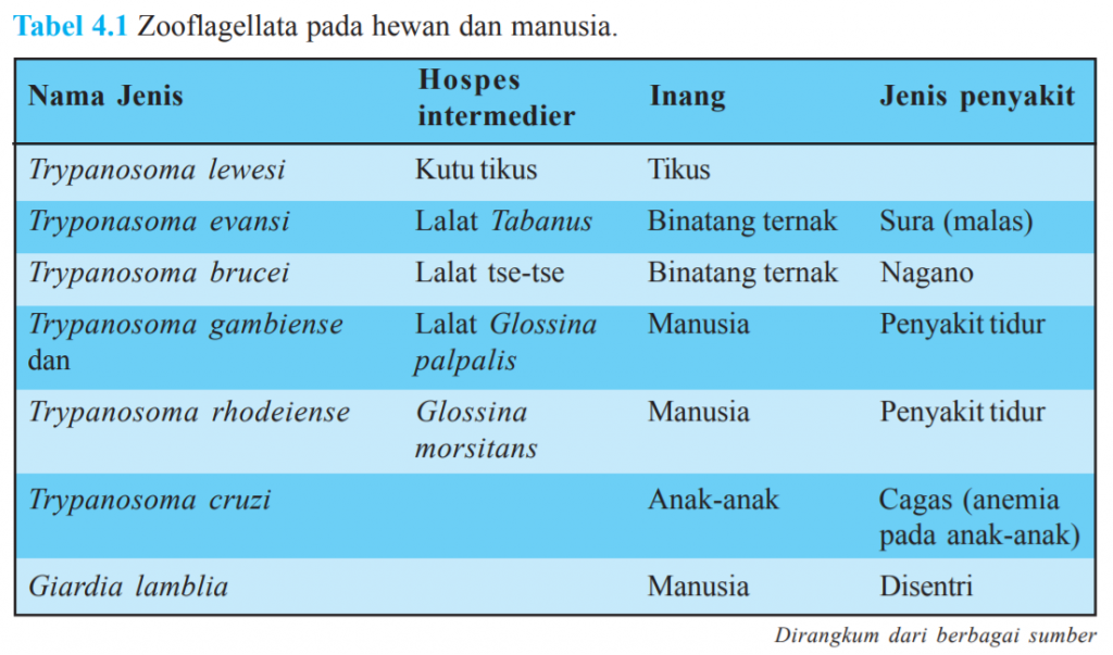 Protista Mirip Hewan (Protozoa) - Tulisan Fadillah Arsa