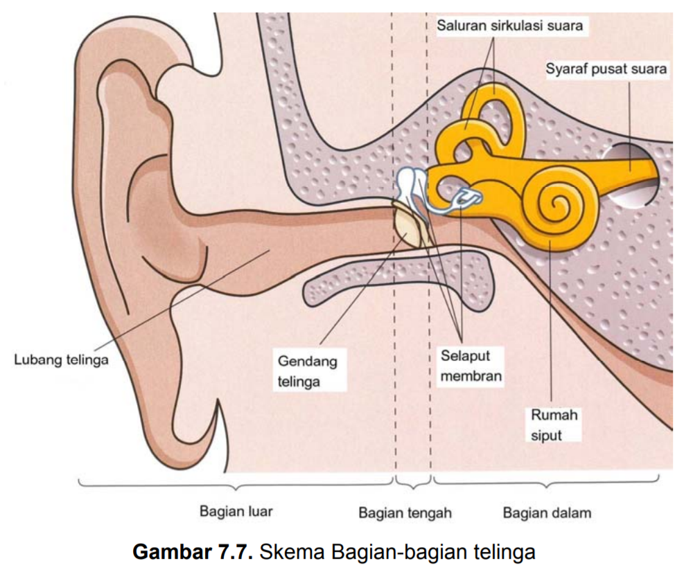  Struktur  dan Fungsi Alat Indera Pendengaran Telinga  